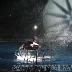 Marineland - Orques - Spectacle Nuits blanches