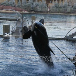 21 - Marineland - 28 decembre 2005