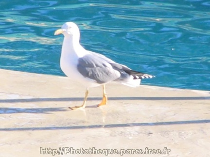 Marineland Antibes - 001