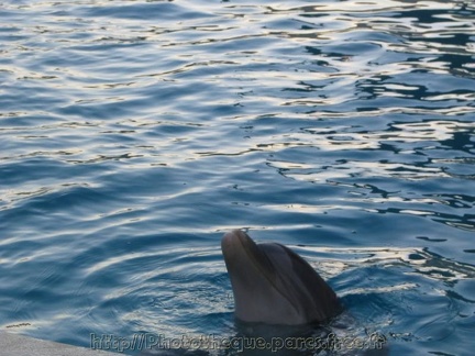 Marineland Antibes - 001