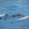 Marineland Antibes - 011