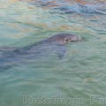 Marineland Antibes - 005