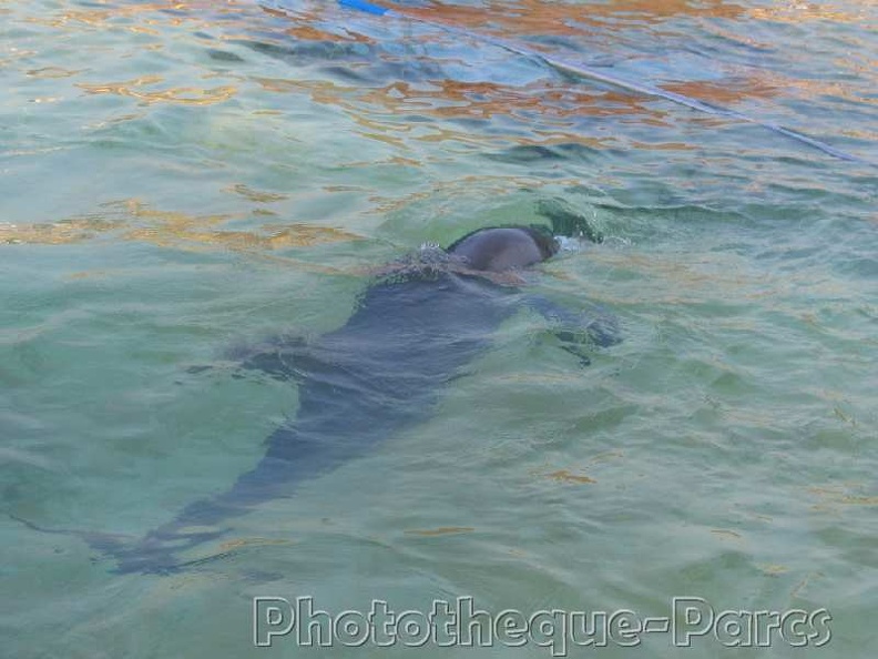 Marineland_Antibes_-_006.jpg