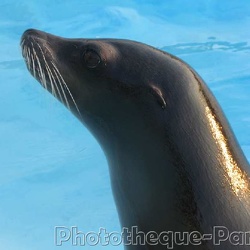 Marineland - Otaries