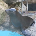 Marineland Antibes - 003