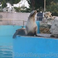 Marineland_Antibes_-_008.jpg