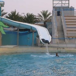 Marineland - Otaries - Deborah et anna