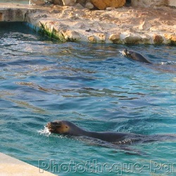 Marineland - Otaries - Otaries espagnoles