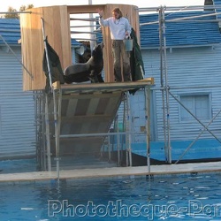 Marineland - Otaries - Spectacle