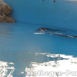 02 - Marineland - 05 Fevrier 2006