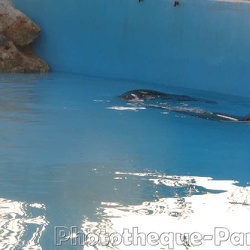 Marineland - Phoques