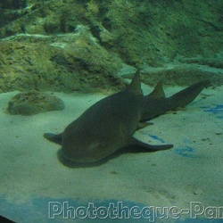 Marineland - Requins