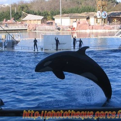 04 - Marineland - 12 Mars 2006