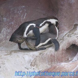 Marineland - Humbolts - Pelicans