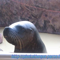 Marineland - Lagoon - Otaries