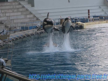 Marineland Antibes - 001