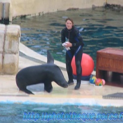 Marineland - Otaries - Amy et Anna