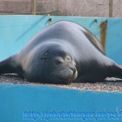 Marineland - Otaries - Bassin 1