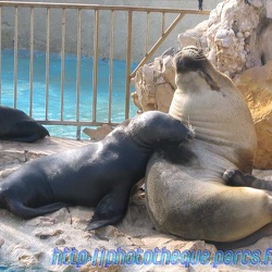 Marineland - Otaries - Espagnols