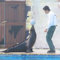 Marineland - Otaries - Spectacle