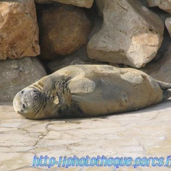 Marineland - Phoques