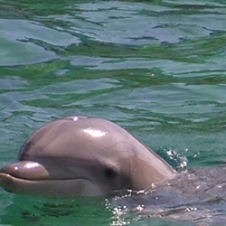 Marineland - Dauphins