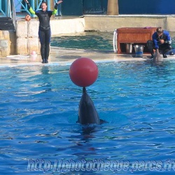 Marineland - Dauphins - Spectacle - 17h00