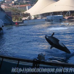 Marineland - Orques - Spectacle