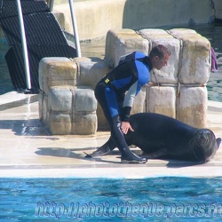 Marineland - Otaries - Marianne fait son show