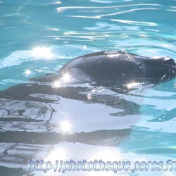 Marineland - Phoques et otaries