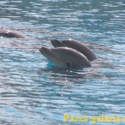 Marineland - Dauphins