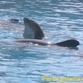 Marineland Antibes - 003