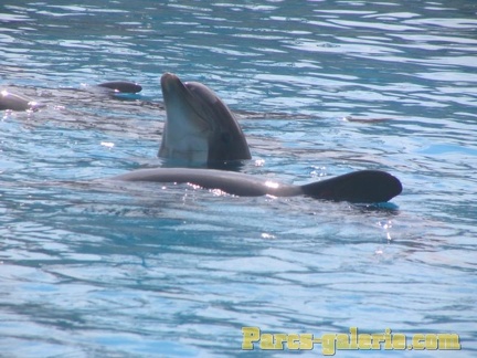 Marineland Antibes - 003