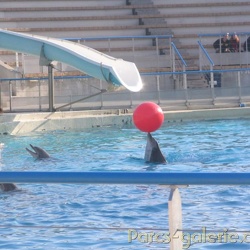 Marineland - Dauphins - Spectacle 17h30