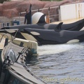 Marineland Antibes - 001