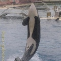 Marineland_Antibes_-_005.jpg