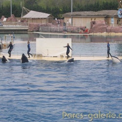 Marineland - Orques