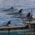 Marineland_Antibes_-_021.jpg