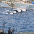 Marineland Antibes - 022