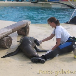 Marineland - Otaries - Apprentissage falco