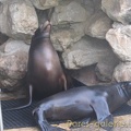 Marineland Antibes - 001