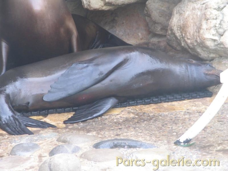 Marineland Antibes - 002