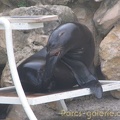 Marineland Antibes - 003