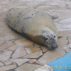 Marineland - Phoques et otaries