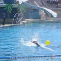 Marineland Antibes - 020