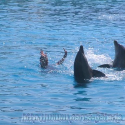 Marineland - Dauphins - Spectacle