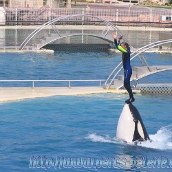 Marineland - Orques - Spectacle