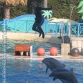 Marineland Antibes - 001