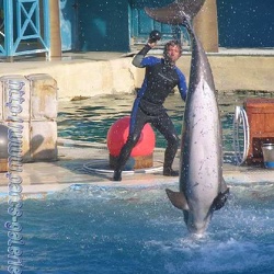 Marineland - Dauphins - Spectacle