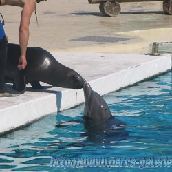 Marineland - Otaries - Greg et Isidore